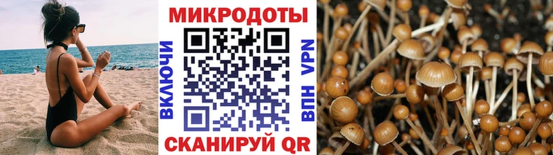 Купить  Ефремов  Псилоцибиновые грибы прущие грибы 
